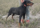 Yetişkin erkek doberman